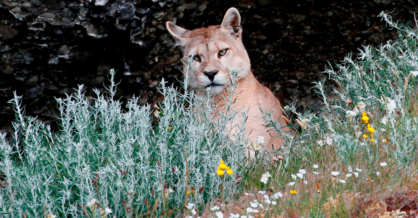 Puma and flowers