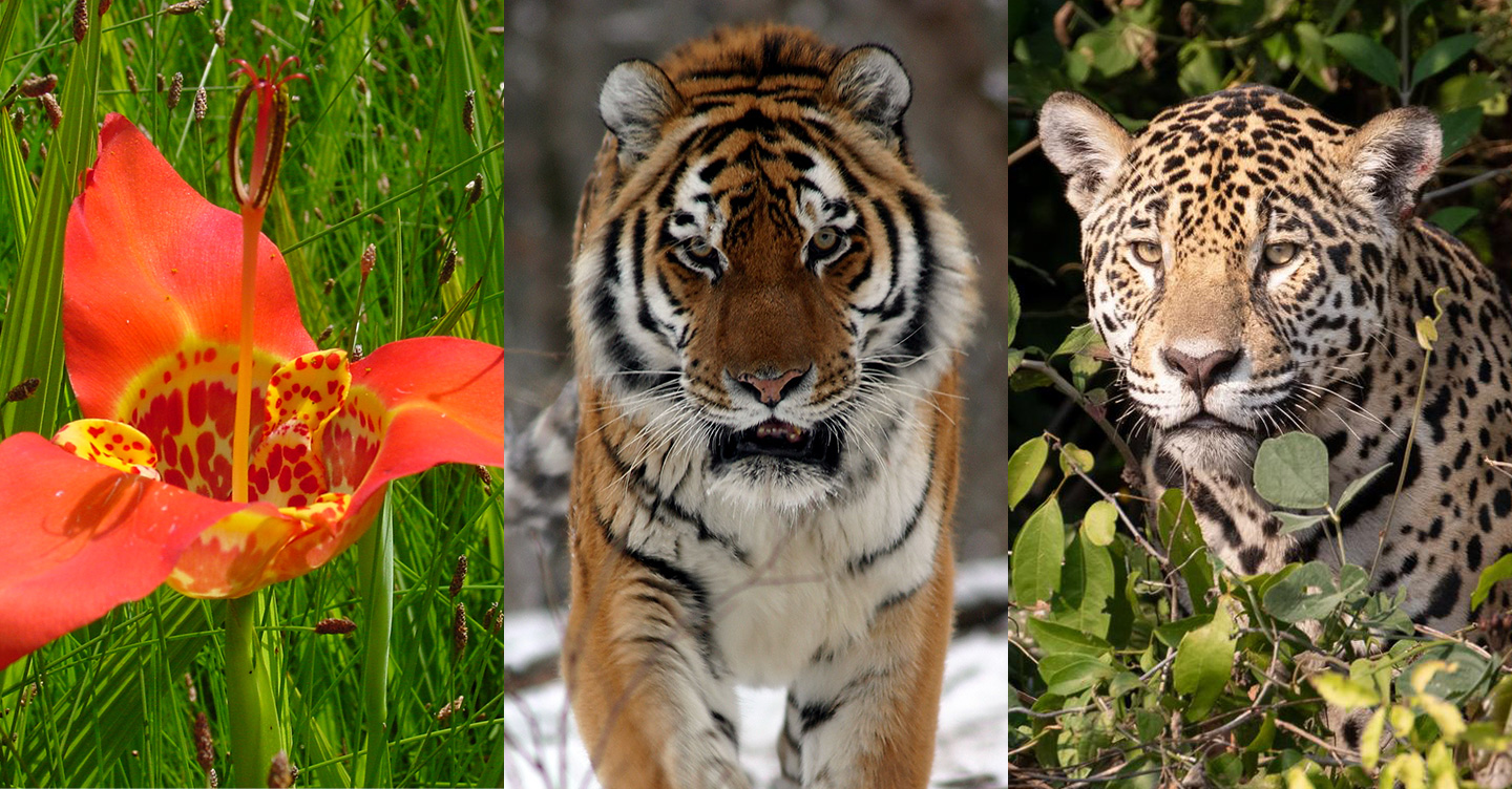 Oceloxochitl/Tigridia and jaguar/tiger