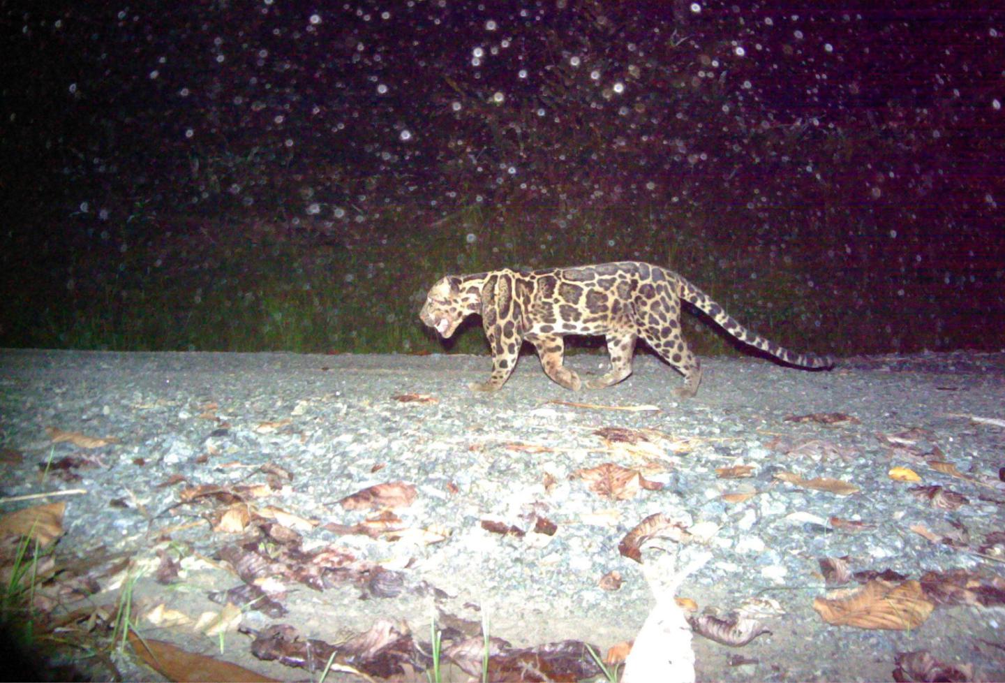 Sunda clouded leopard