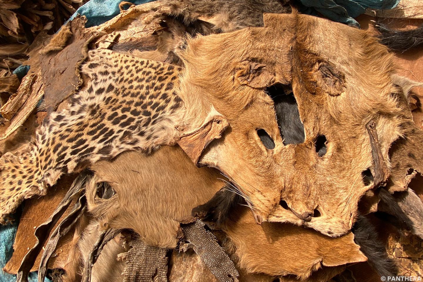 Wild cat skins at a market