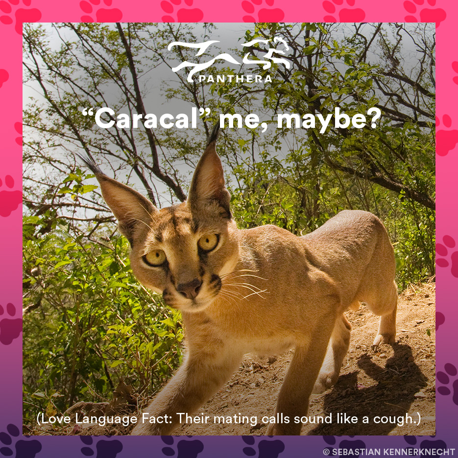 Caracal catgram