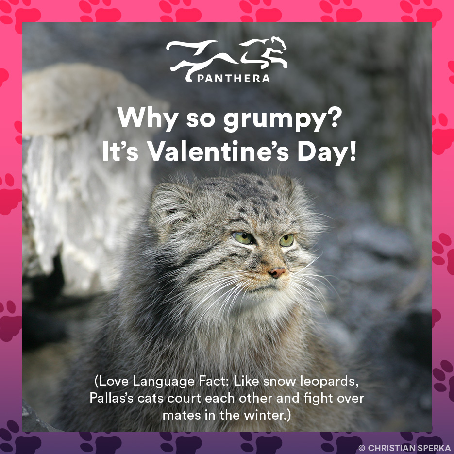 Pallas's cat catgram