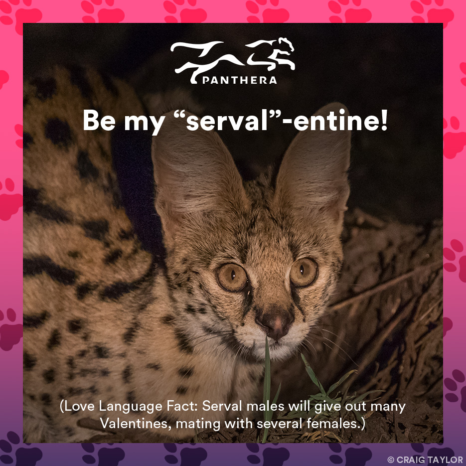 Serval catgram
