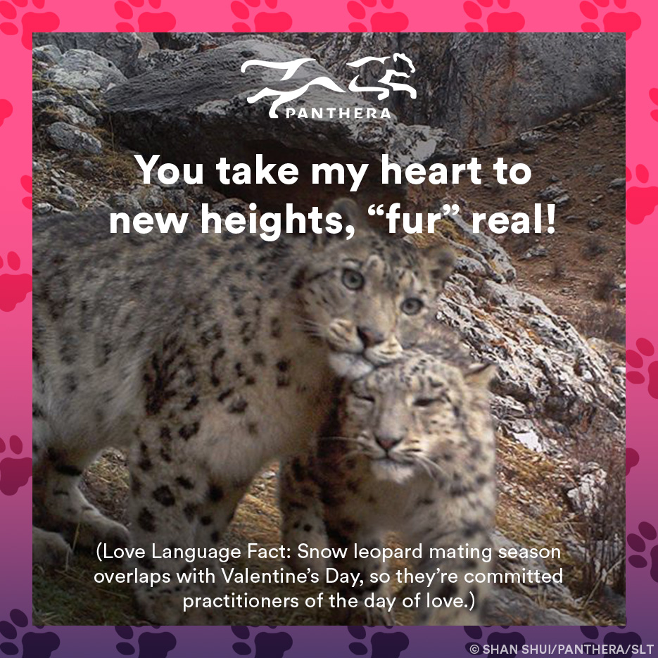 Snow leopard catgram