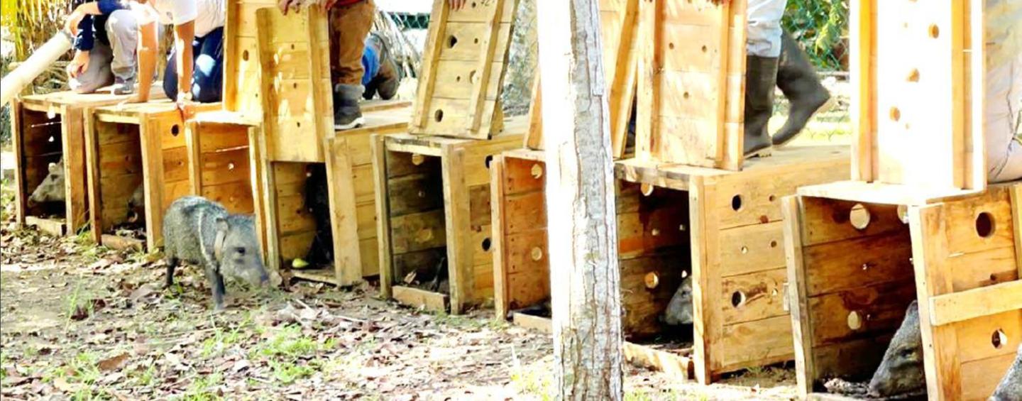 Peccary reintroduction at Jeanntte Kawas National Park
