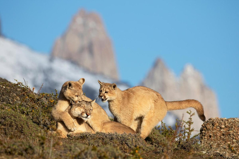 Pumas playing