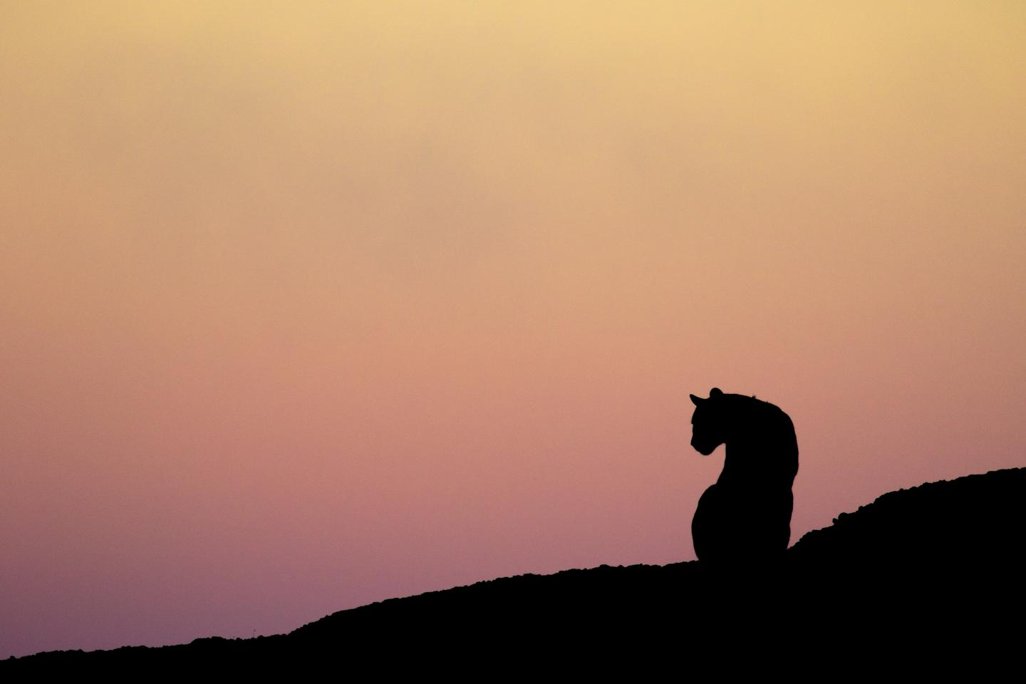 Puma late afternoon