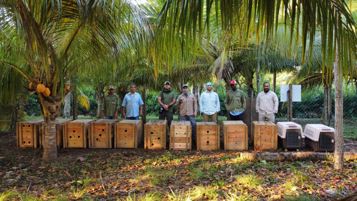 Collared peccaries readied for release in Honduras