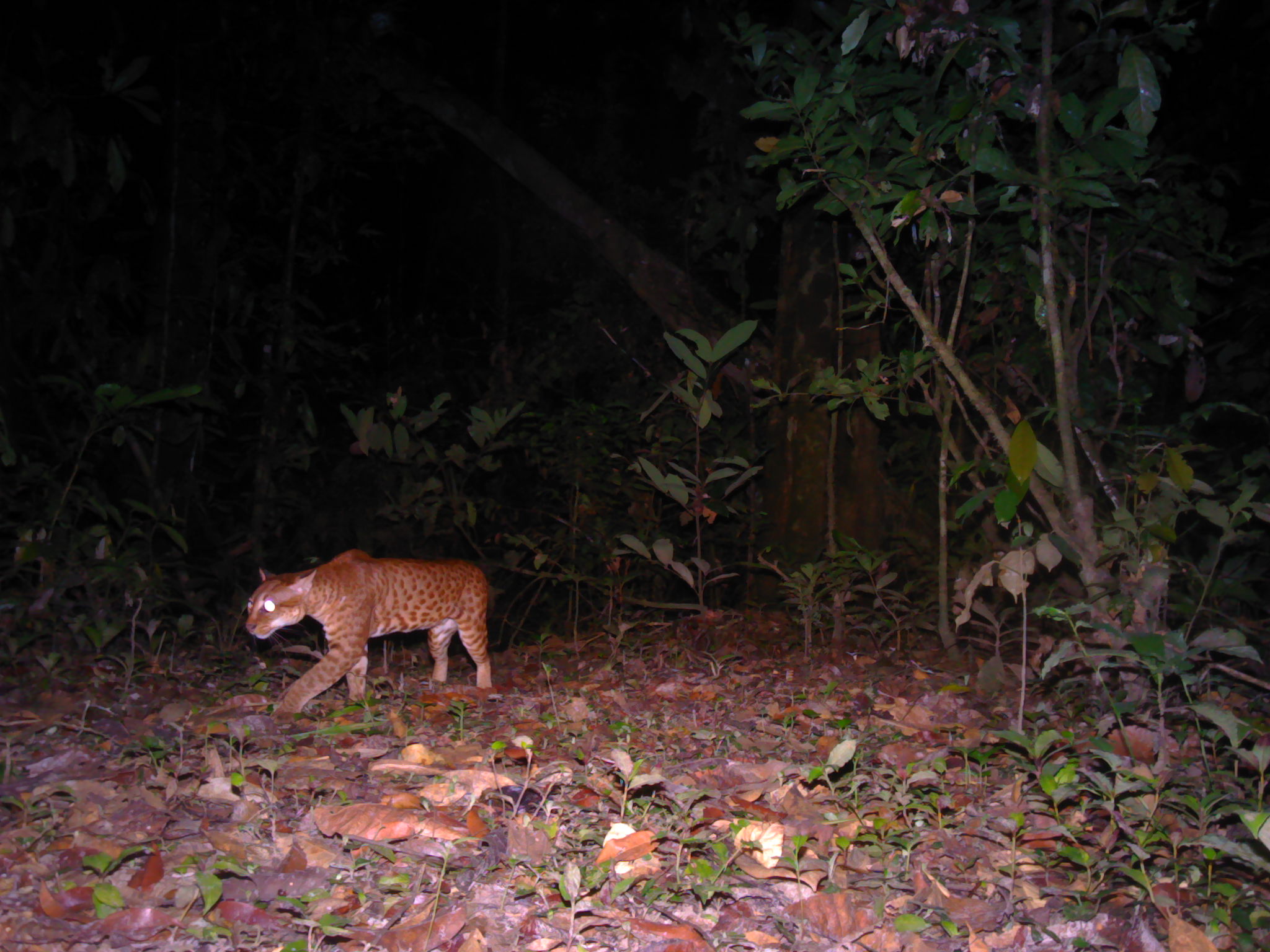 African golden cat