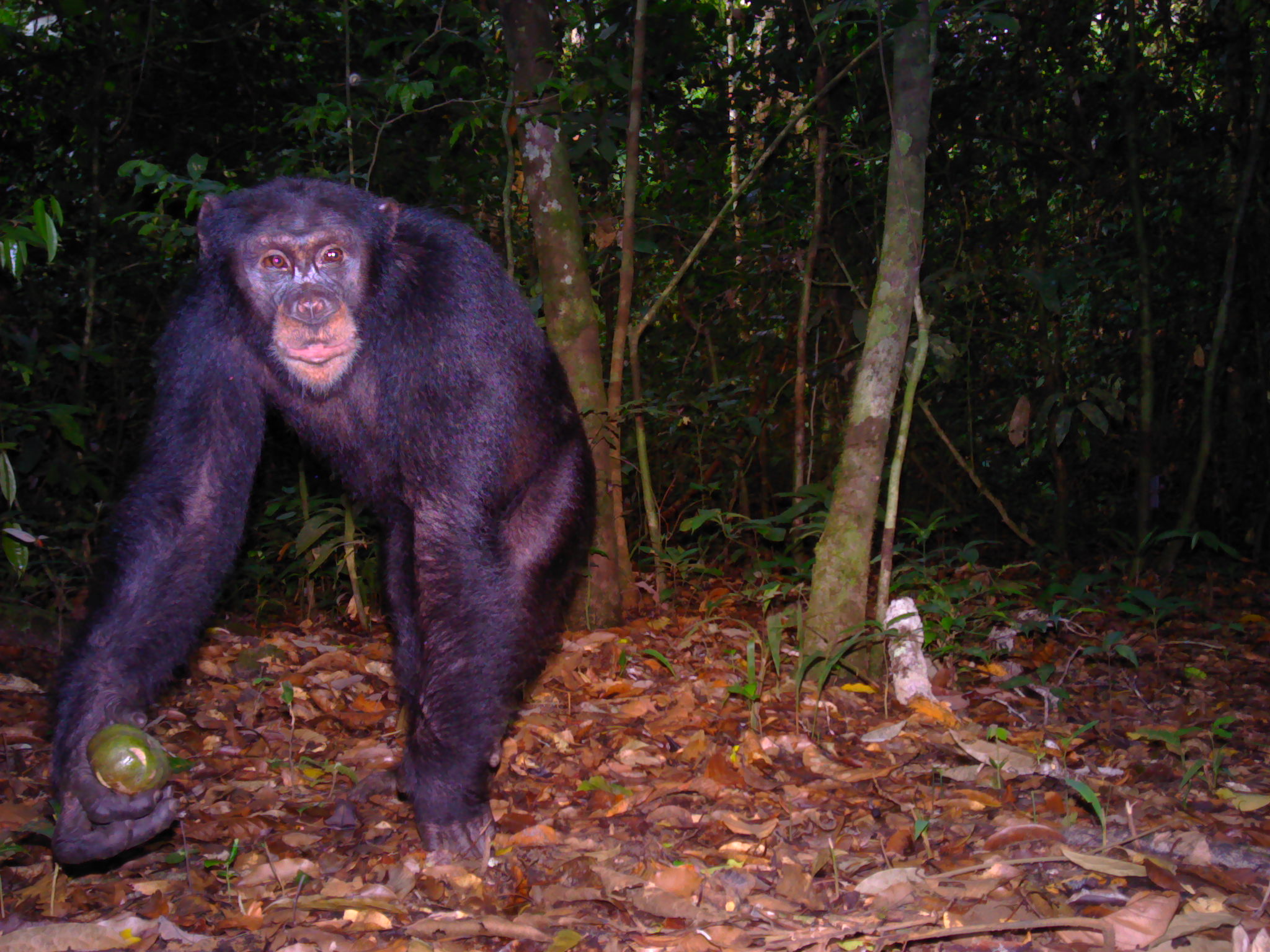 Western chimpanzee