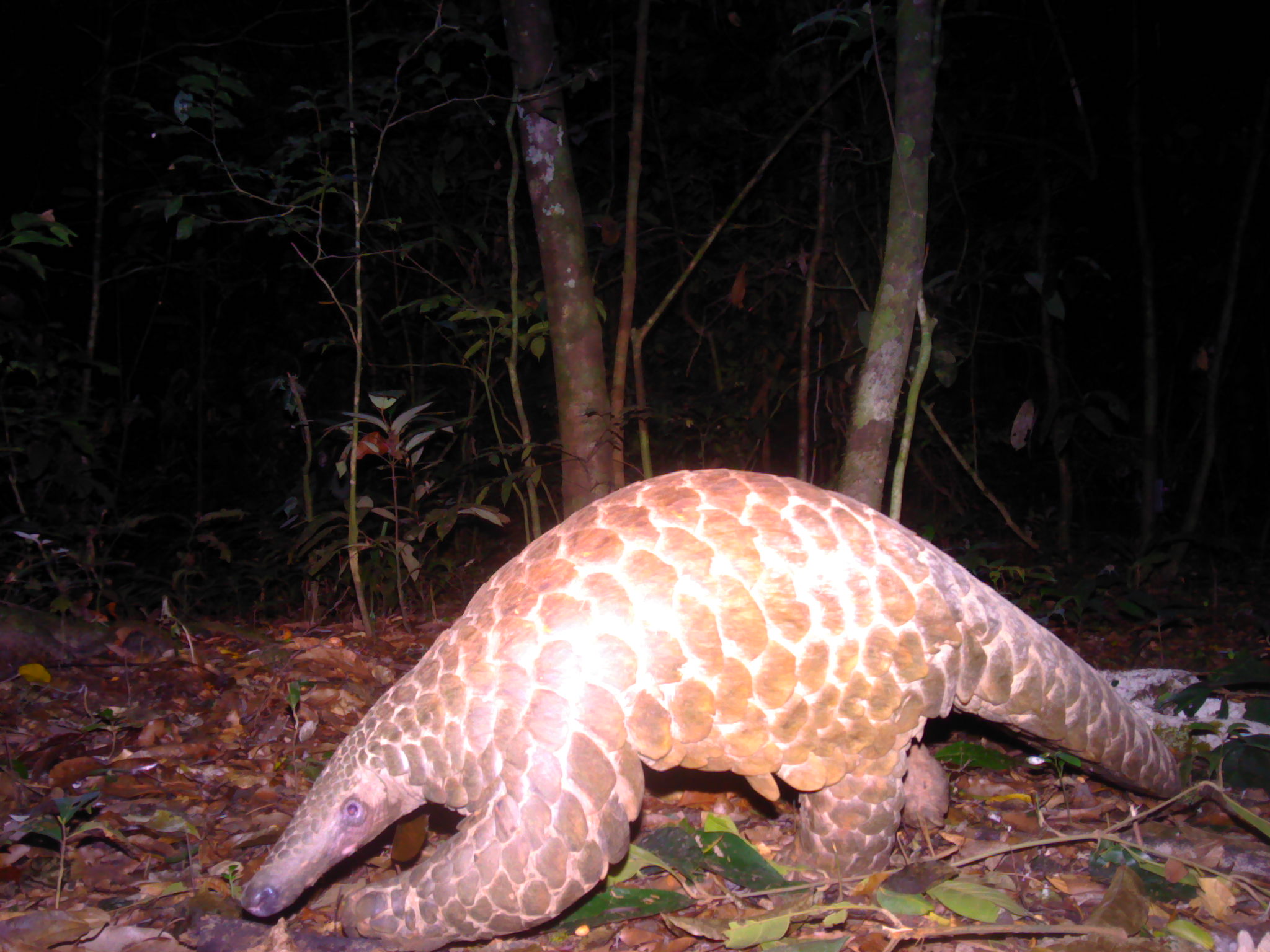 Giant pangolin