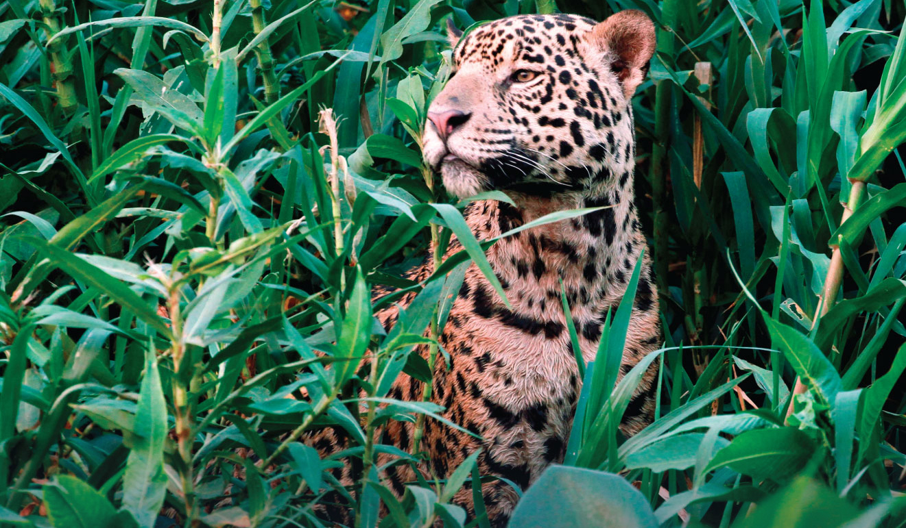 Jaguar