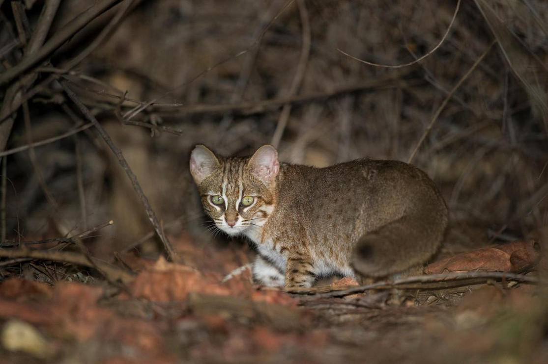 Rusty-spotted cat