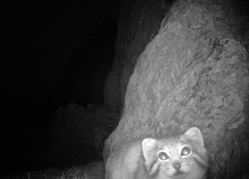 Pallas's cat