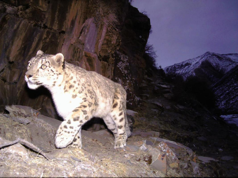 Snow leopards