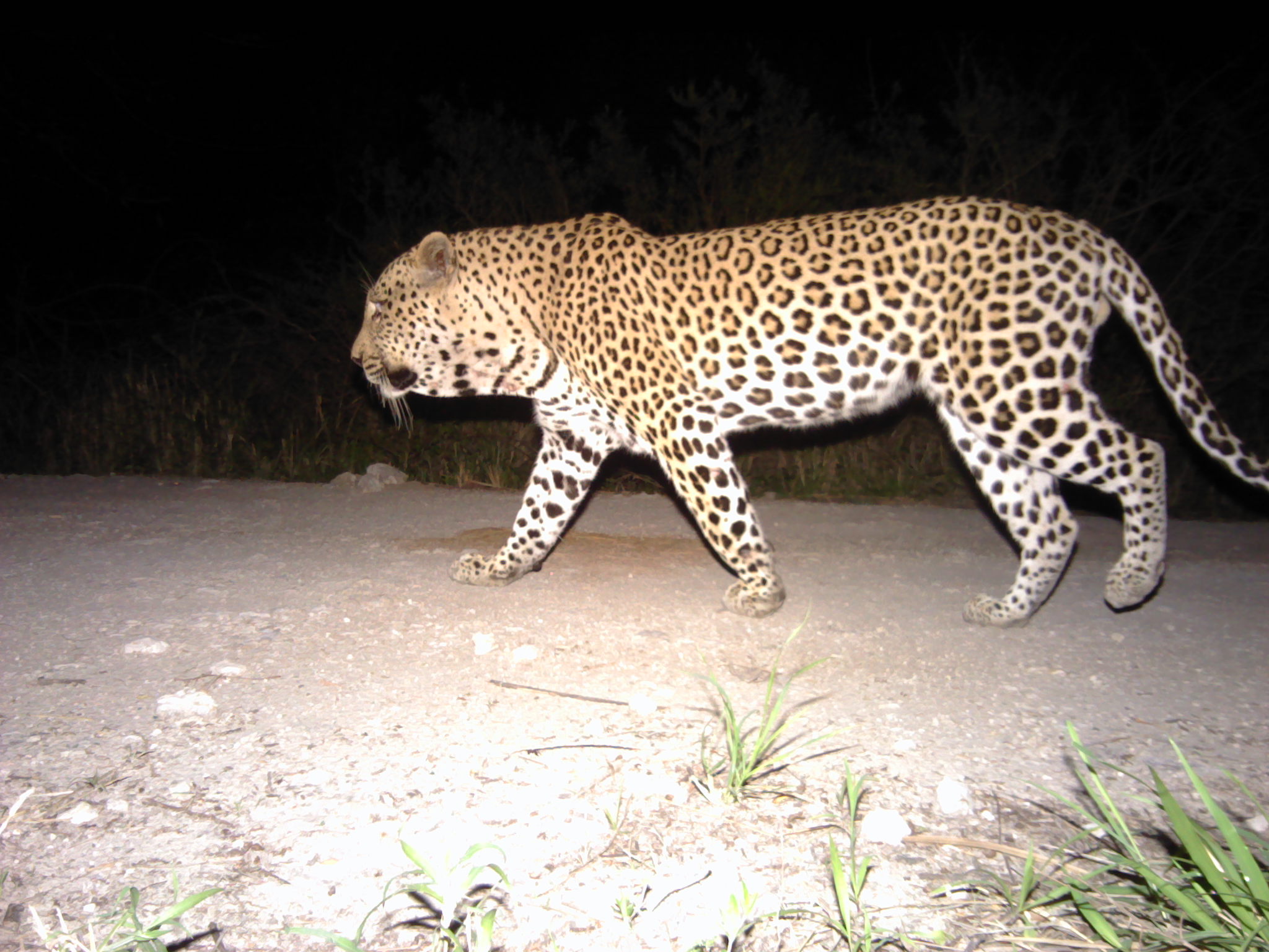 Panthera leopard