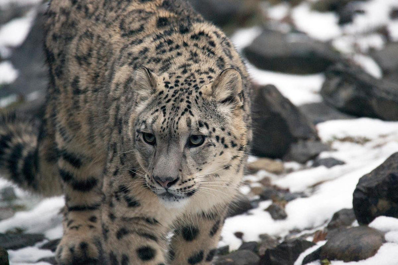 Snow leopard