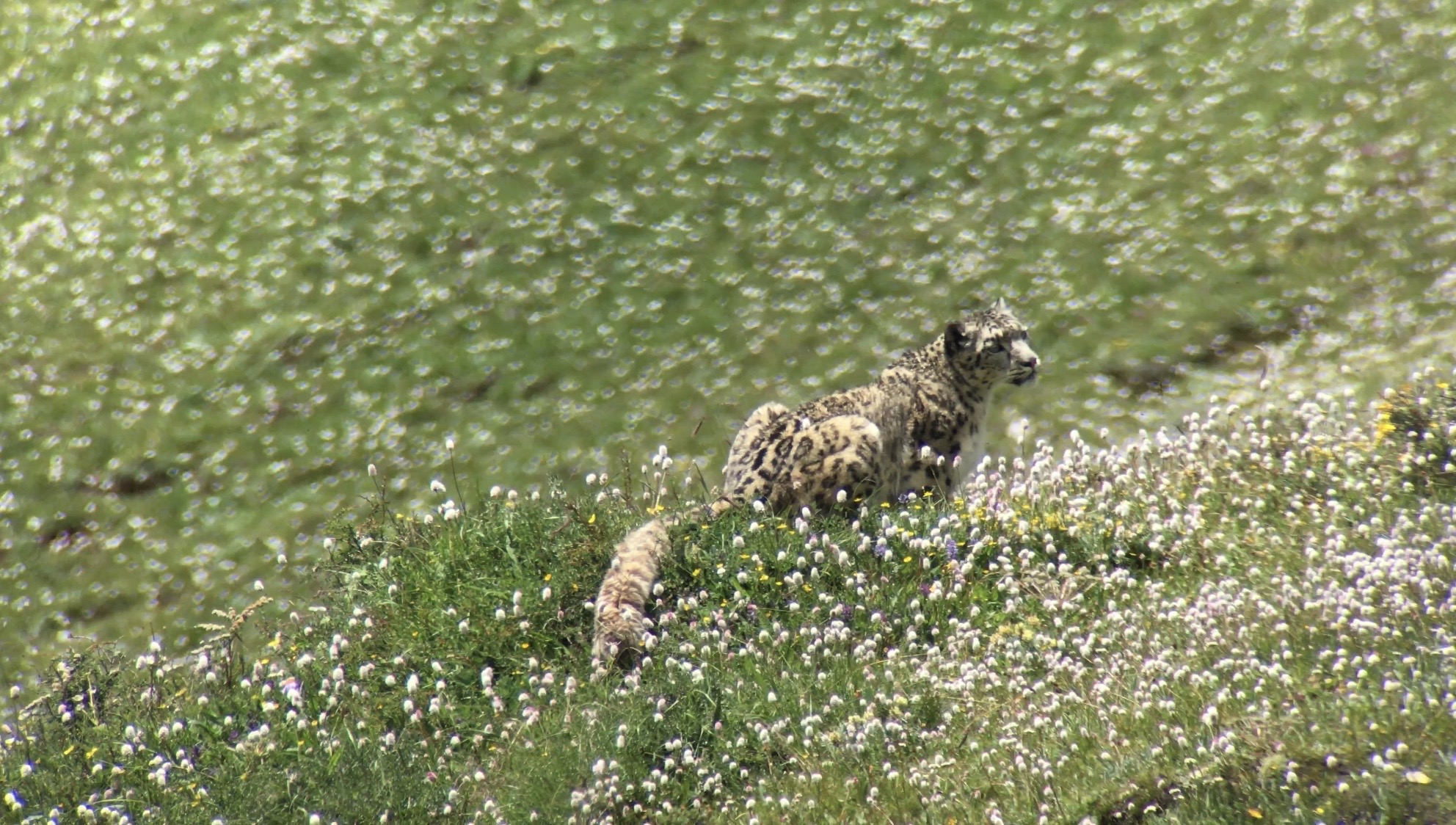 Snow leopard in flowers