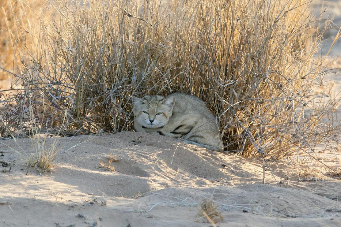 Sand cut under shrub