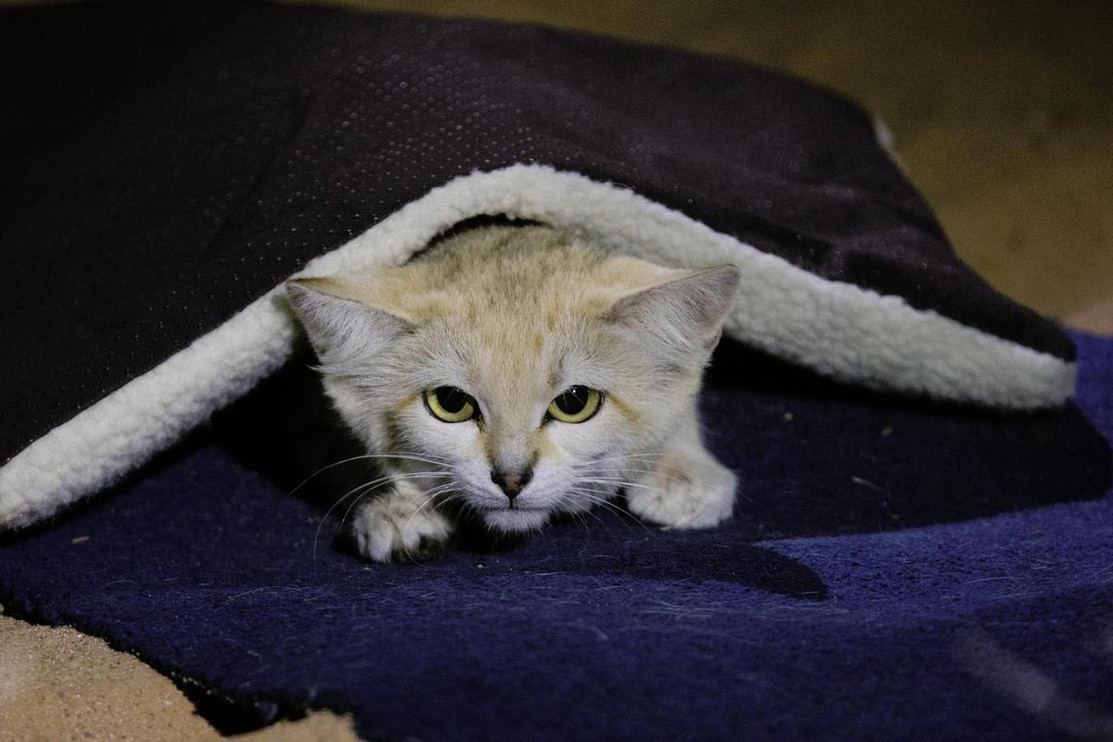 A sand cat that has just been fitted with a VHF collar. 