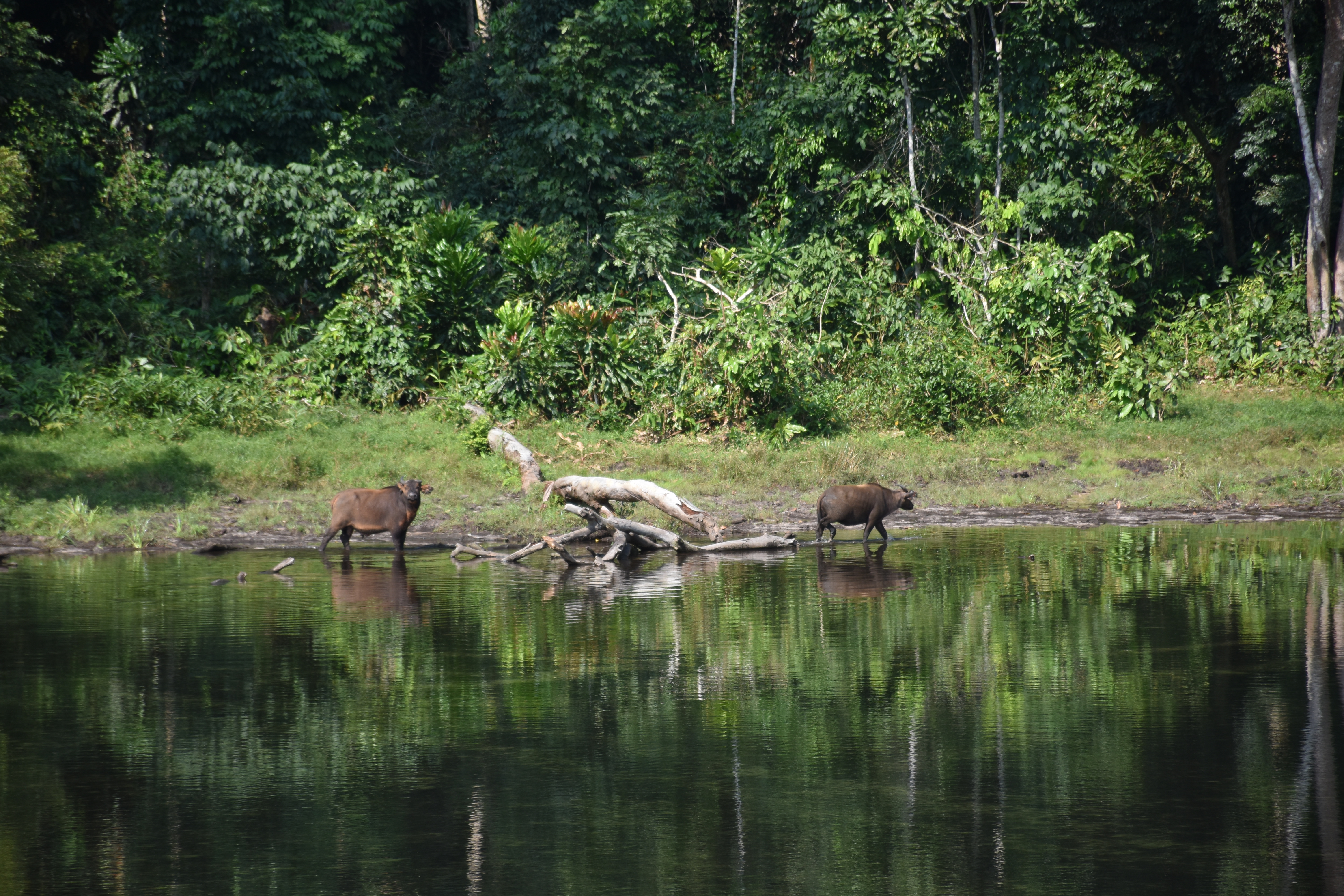 A couple of buffalo at the edge of the rainforest.