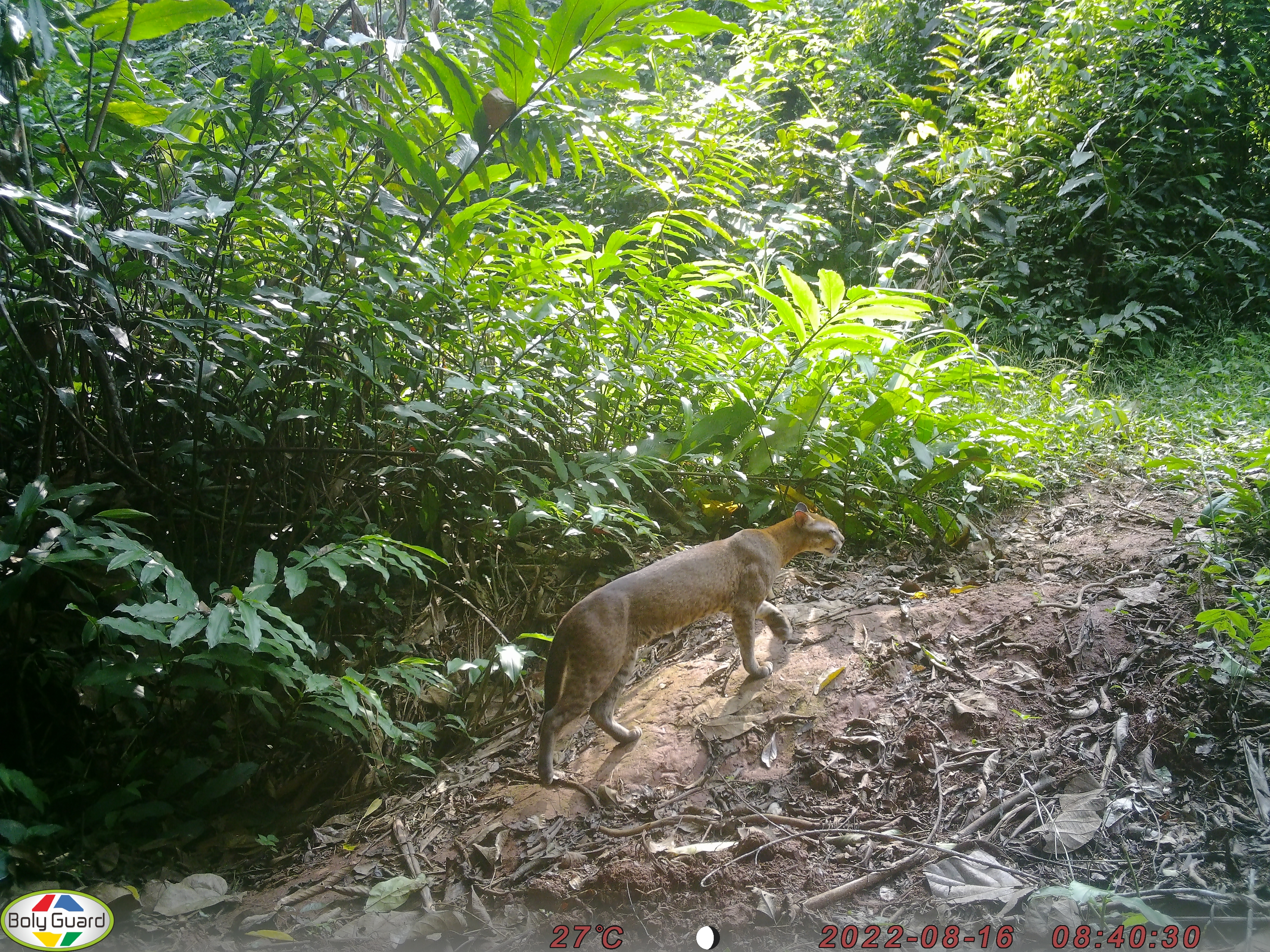 A golden cat on an old logging road.