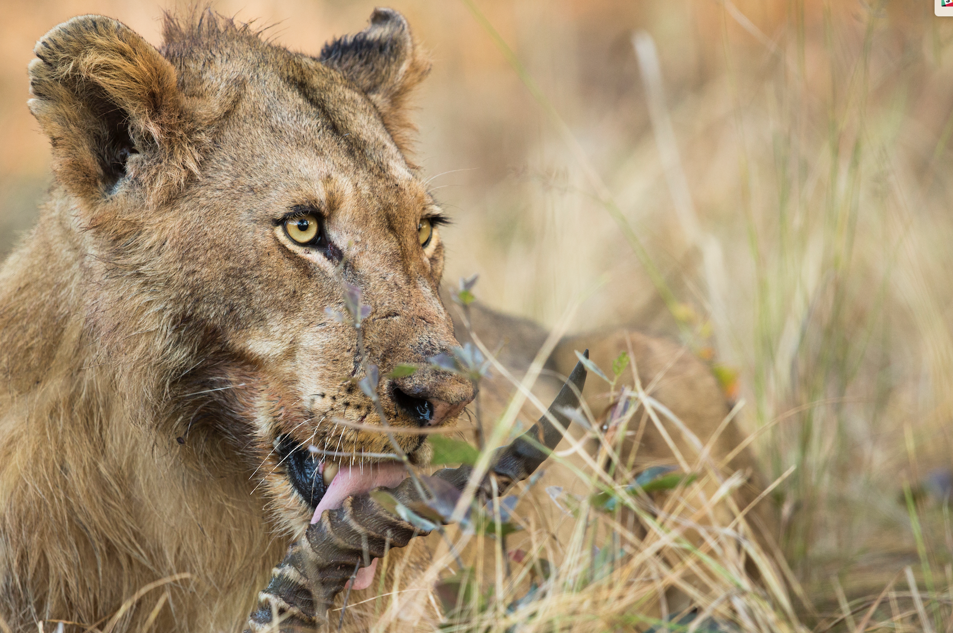 Sebastian Kennerknecht lion
