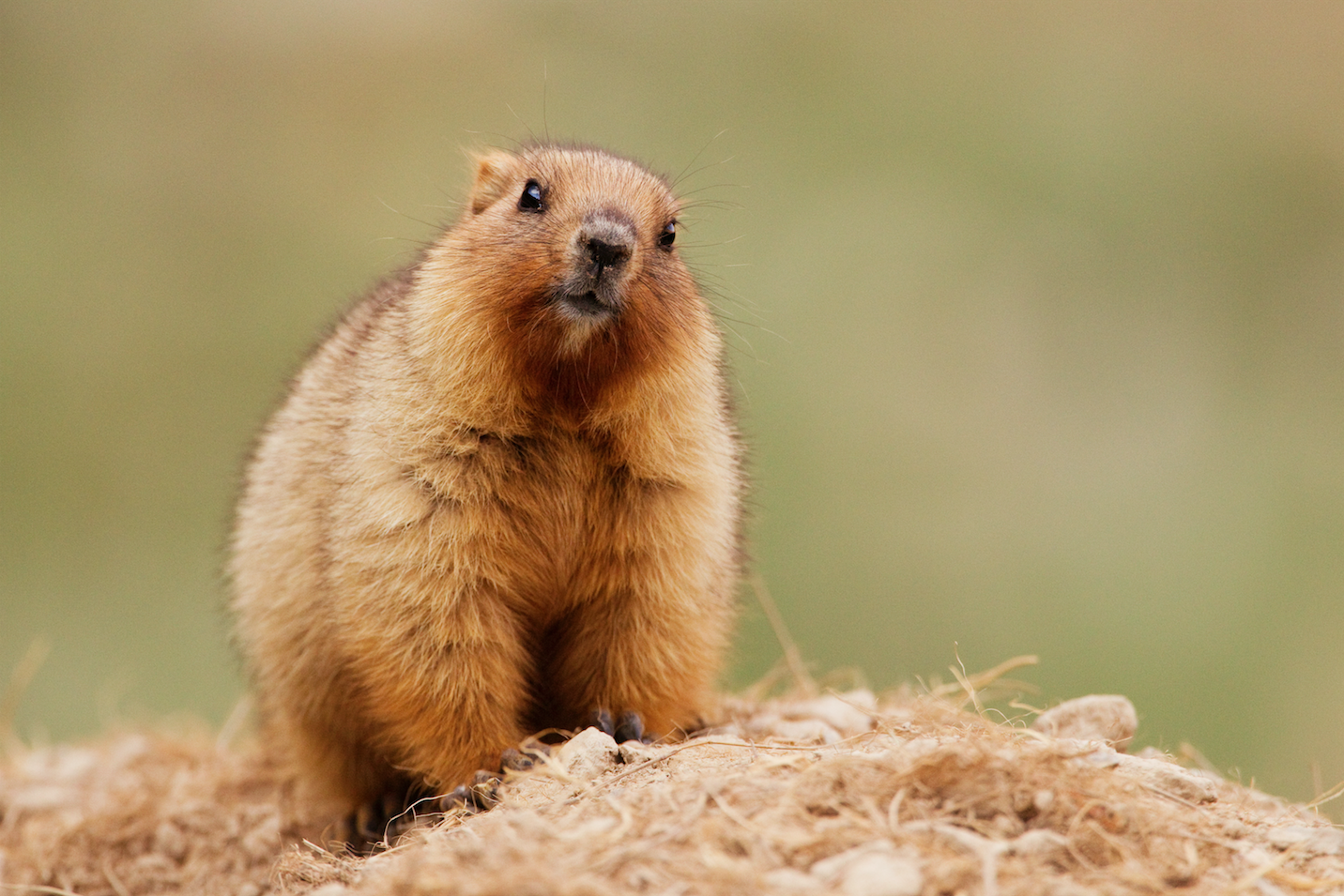 Marmot