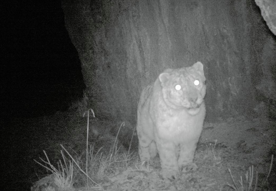 Snow leopard camera trap