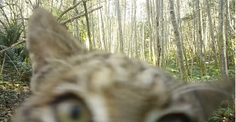 Bobcat inspects remote camera