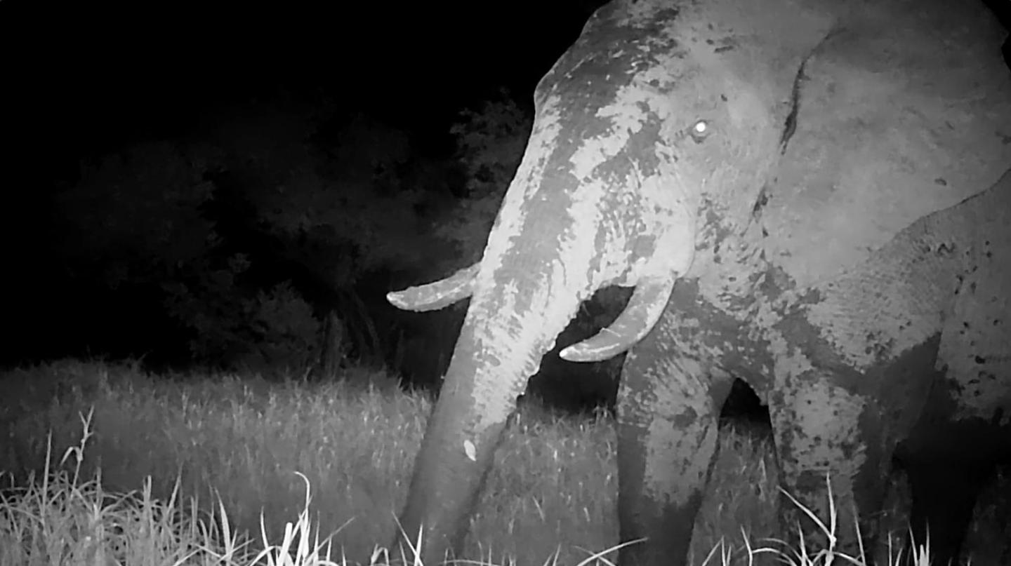 A male elephant caught on camera for the first time in years in Senegal’s PNNK. The video follows a documented direct encounter with the same individual in 2020 by a team comprised of Panthera staff and PNNK rangers. (Credit: Panthera & Senegal’s National Parks Directorate (DPN)
