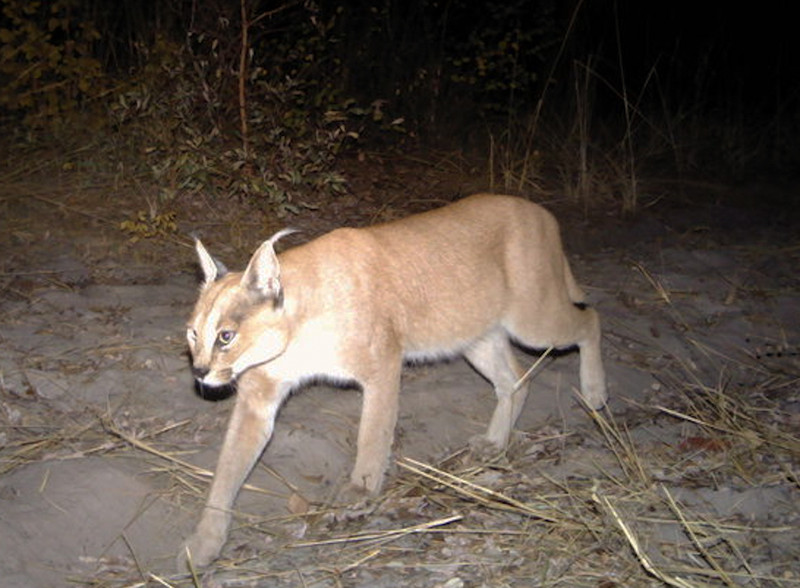 Caracal walking