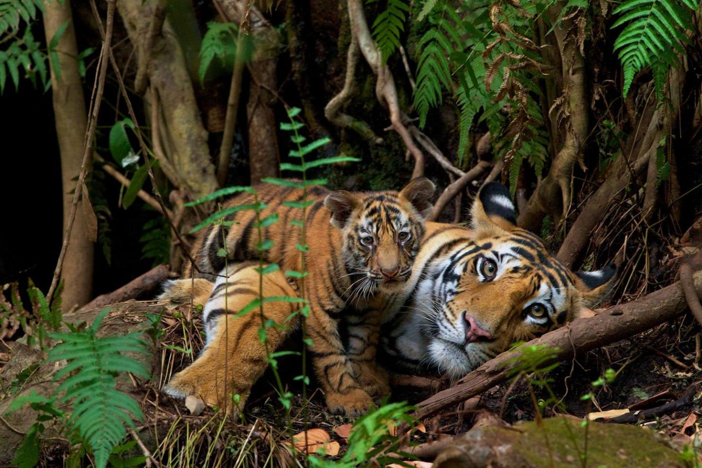 Tiger and cub laying together