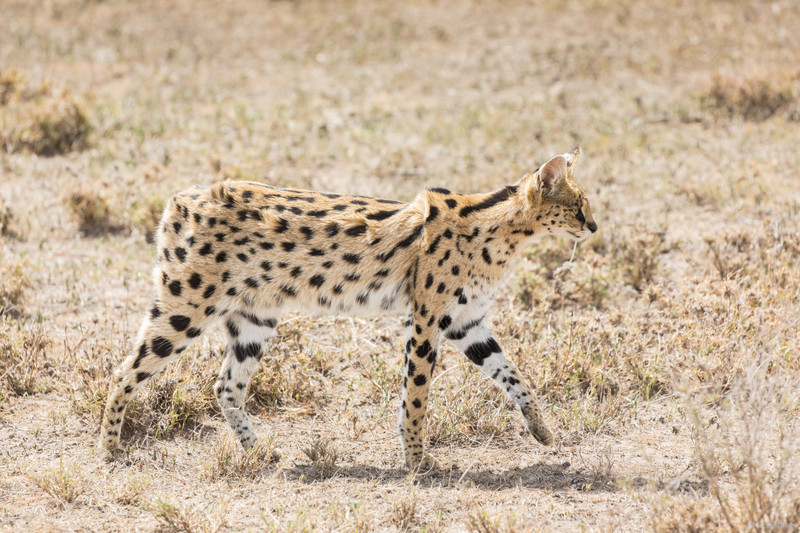 Serval walking.