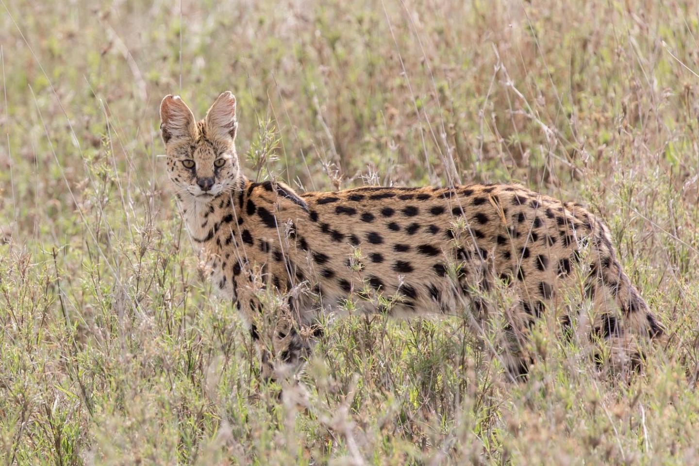 Serval