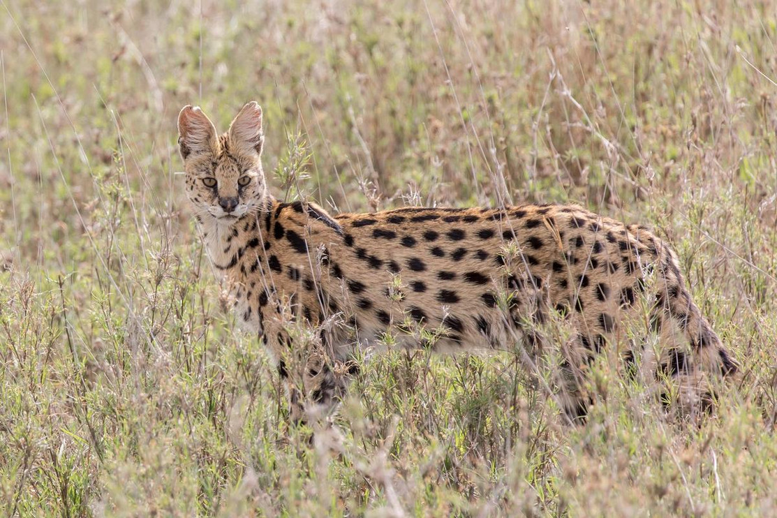 Serval