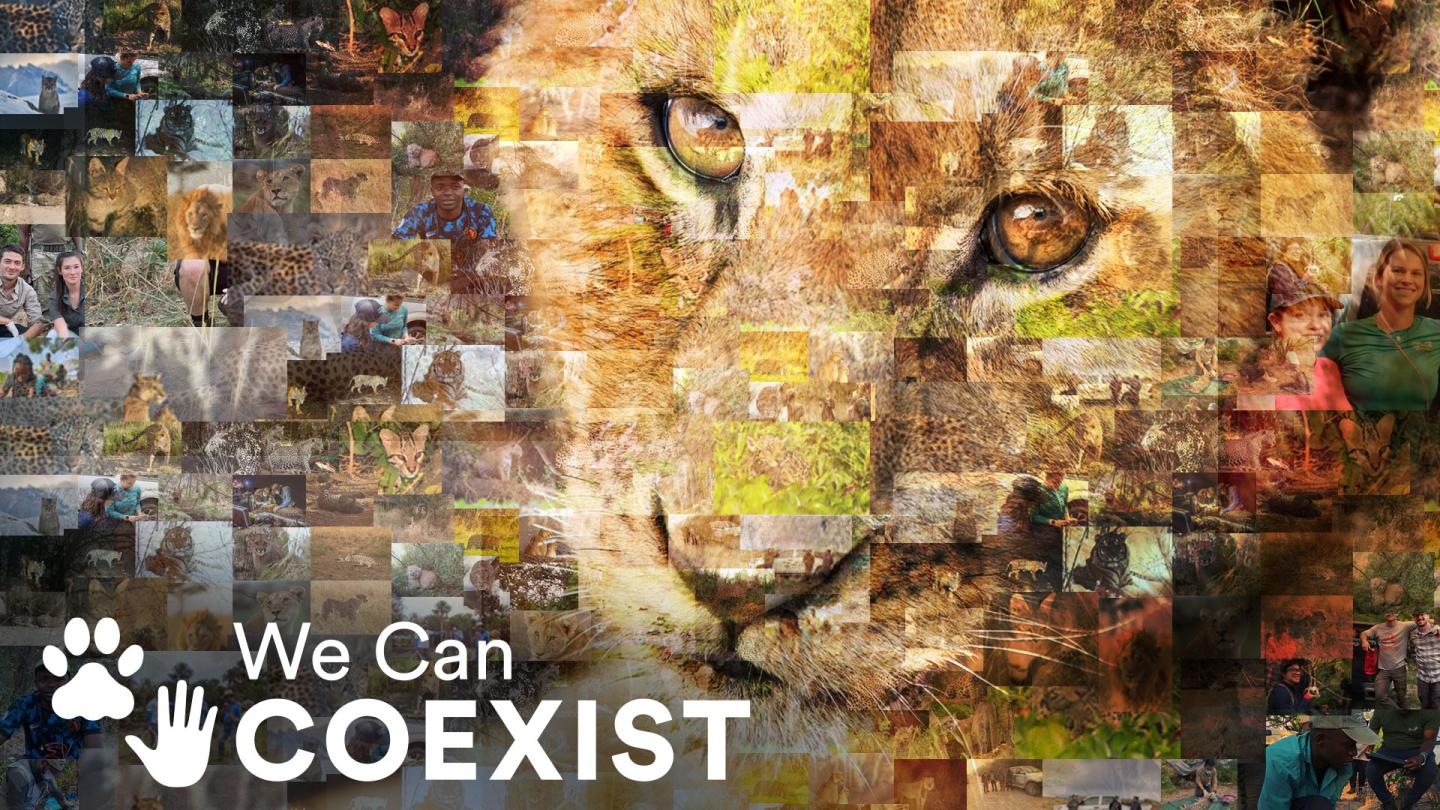 Collage of wild cats and people in different landscapes