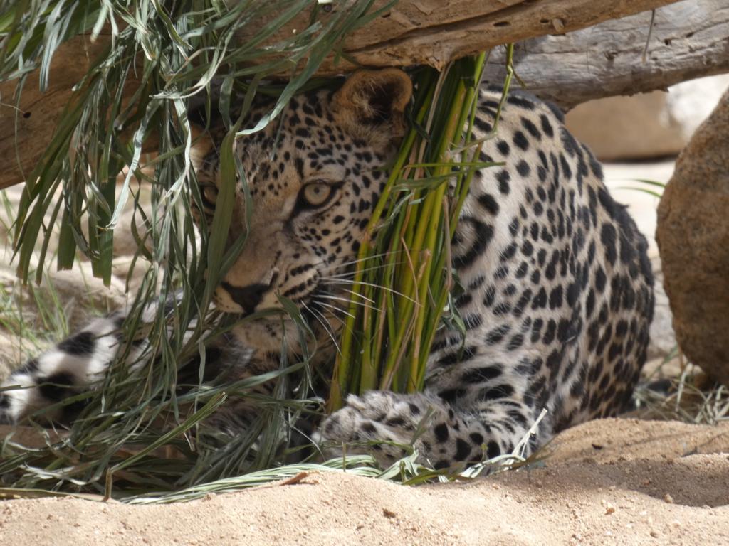 Arabian leopard hiding