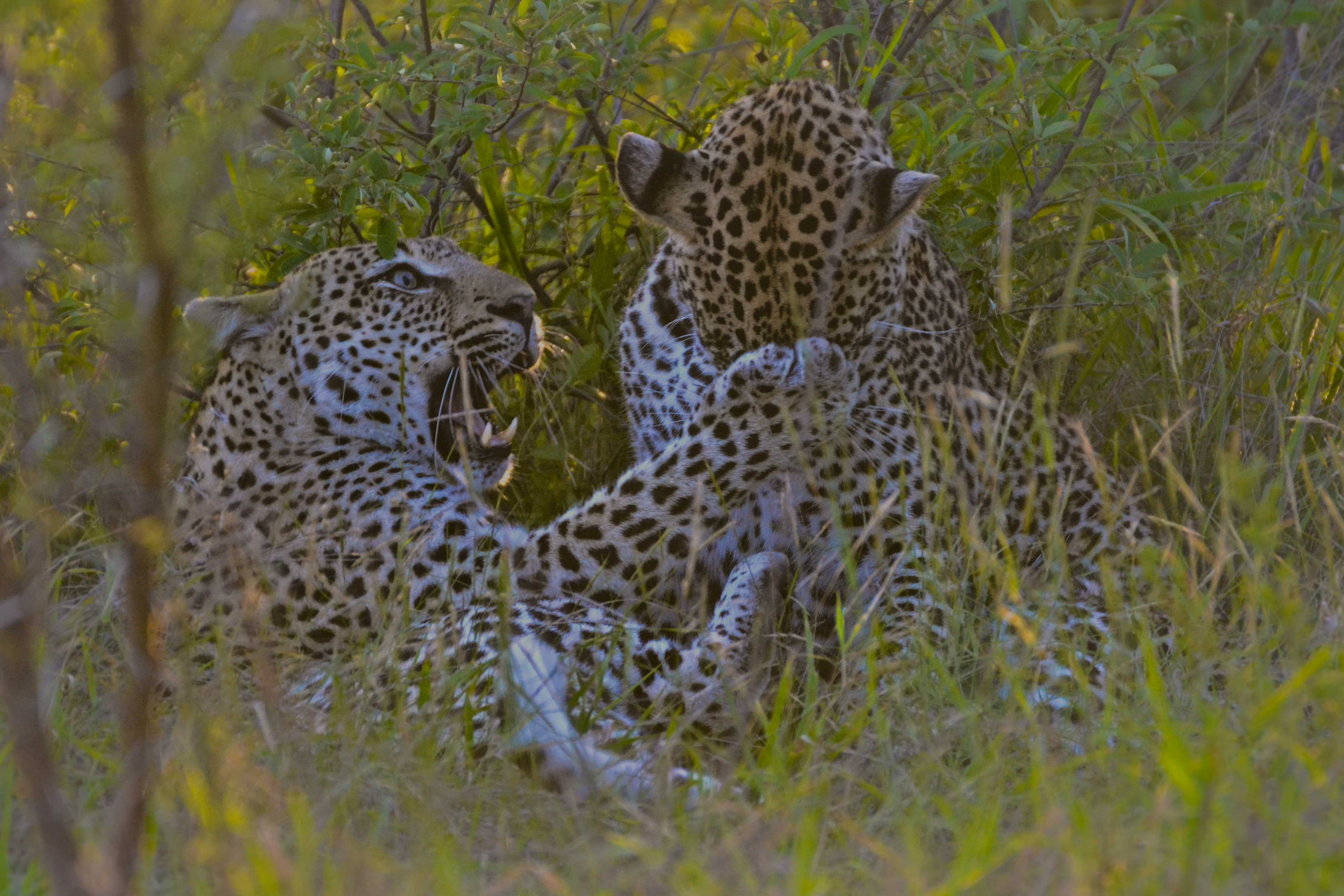 Leopard cub and mom