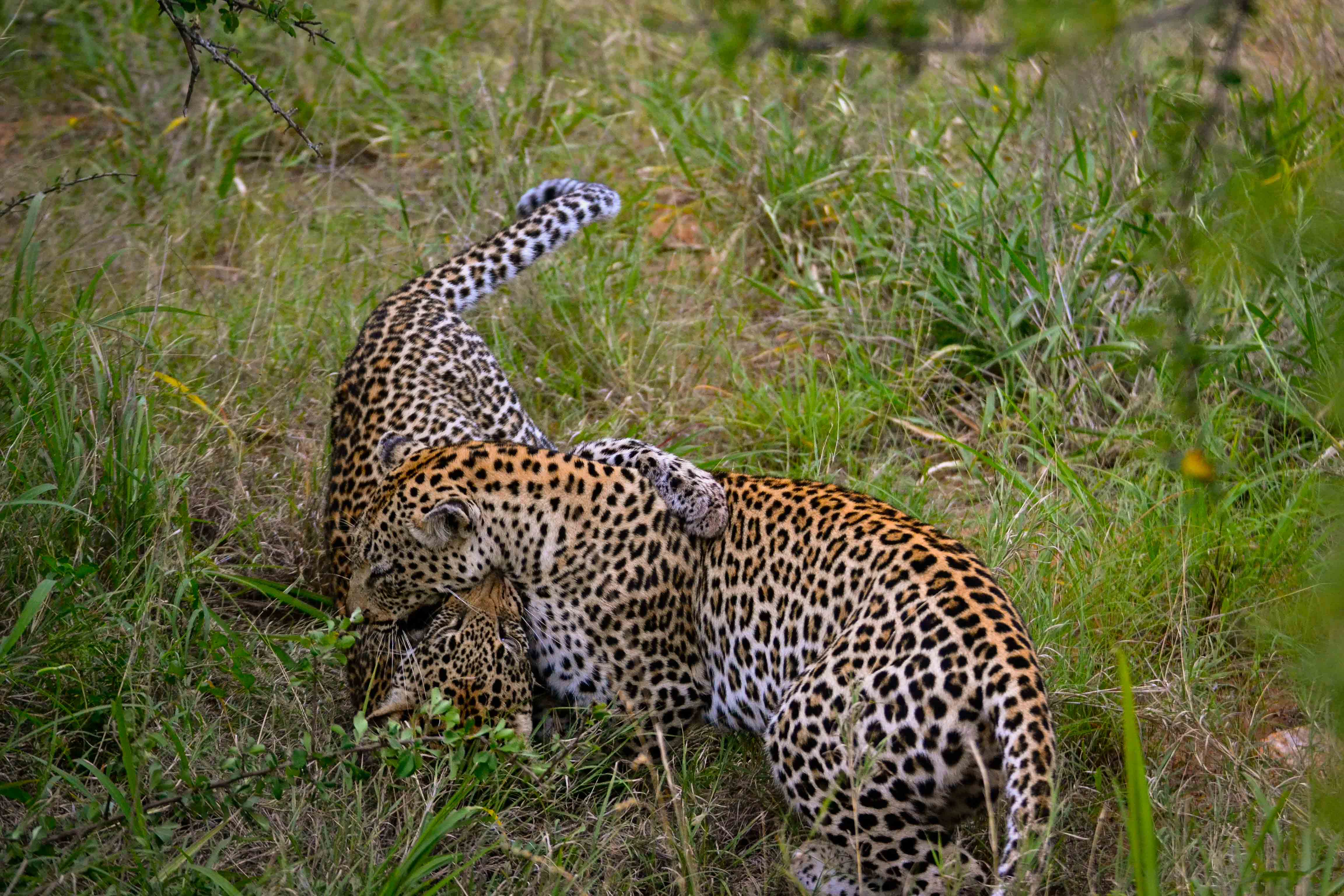 Leopard cub