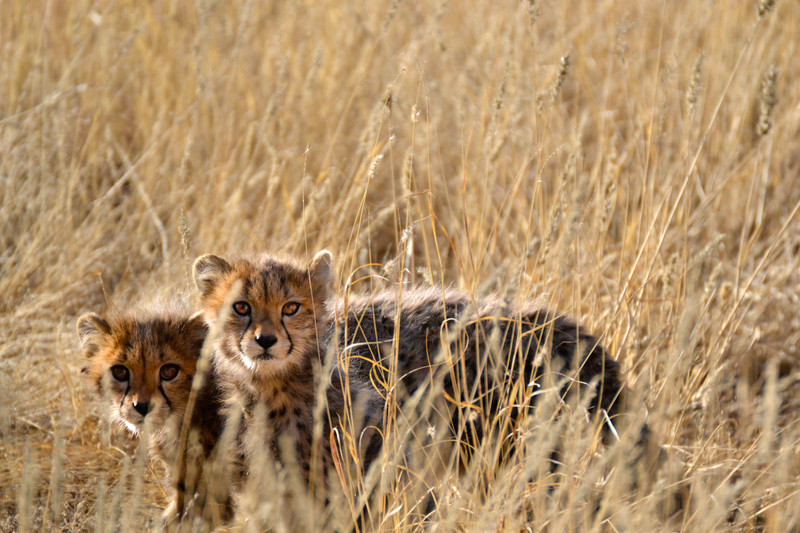 Cheetah kittens