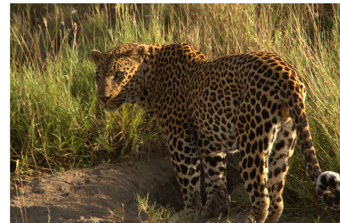 Leopard Sabi Sands 3