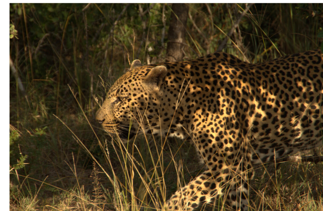Leopard Sabi Sands 1