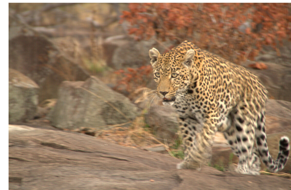 leopard Sabi Sands 2