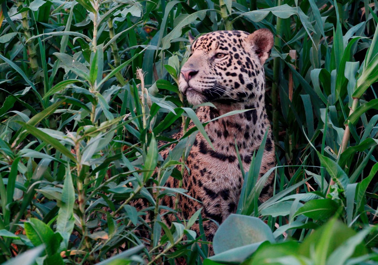 Jaguar in reeds