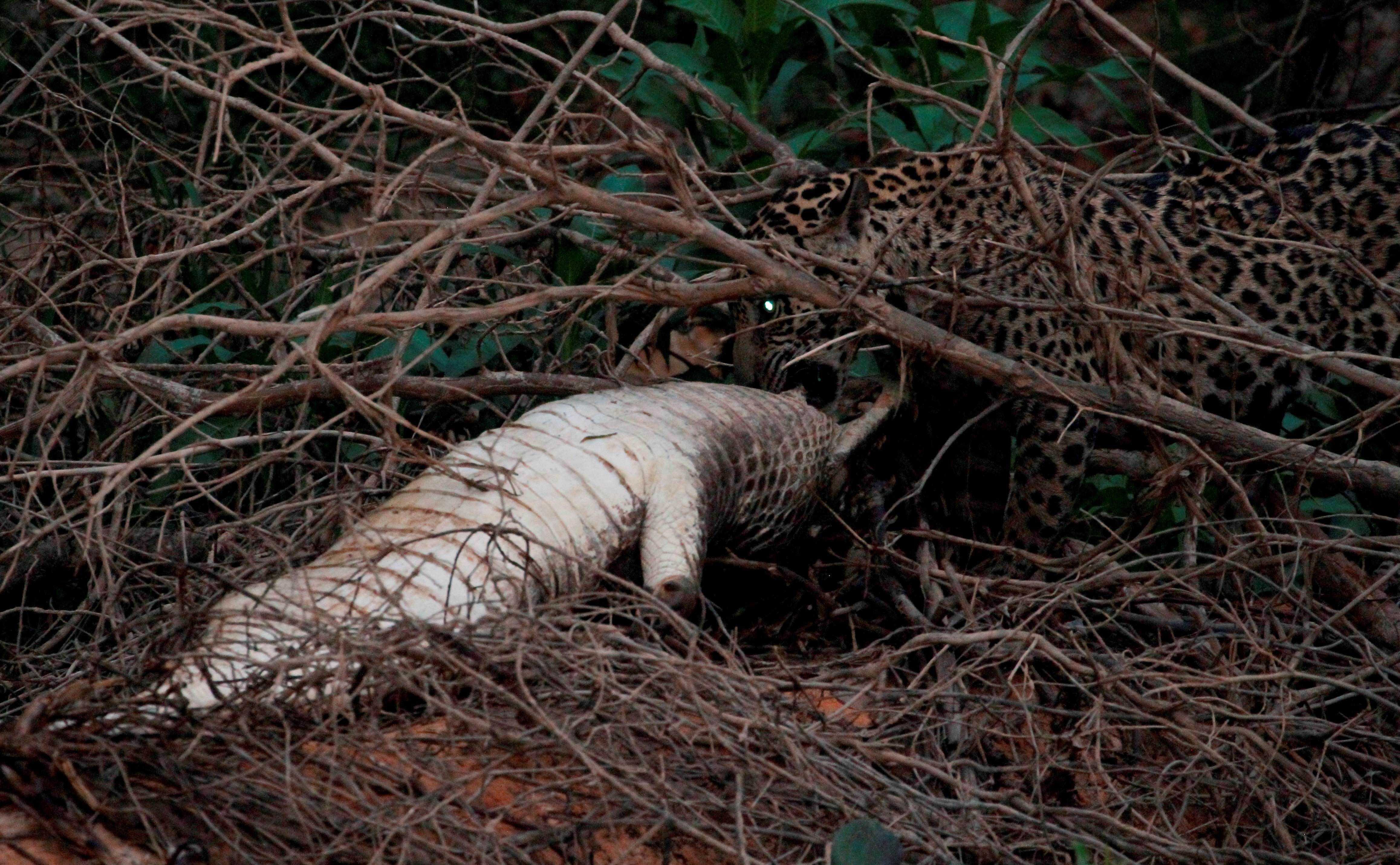 Jaguar with caiman
