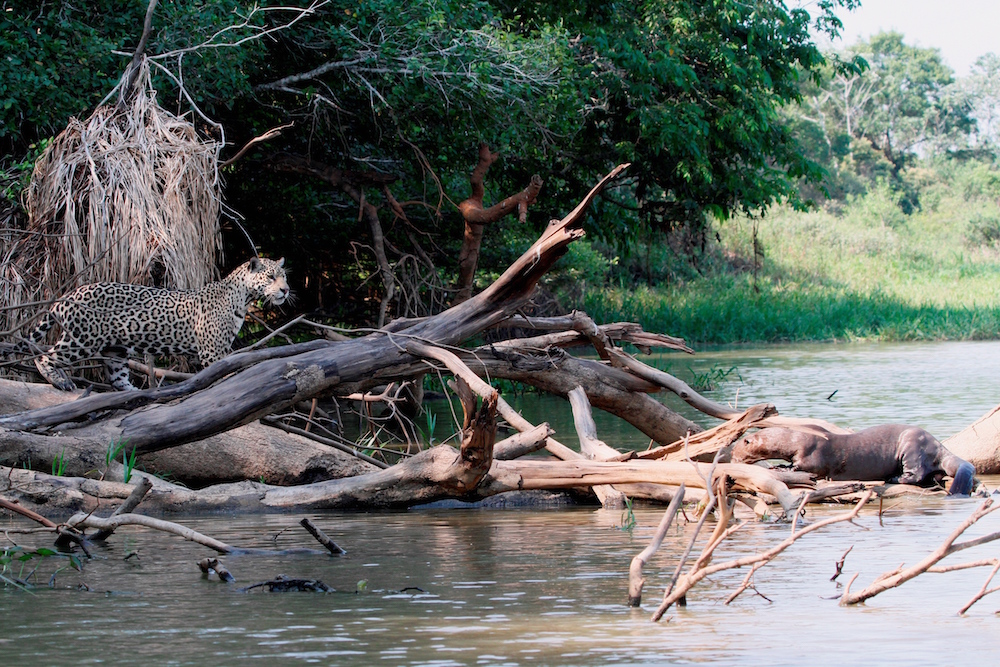 Jaguar and otter