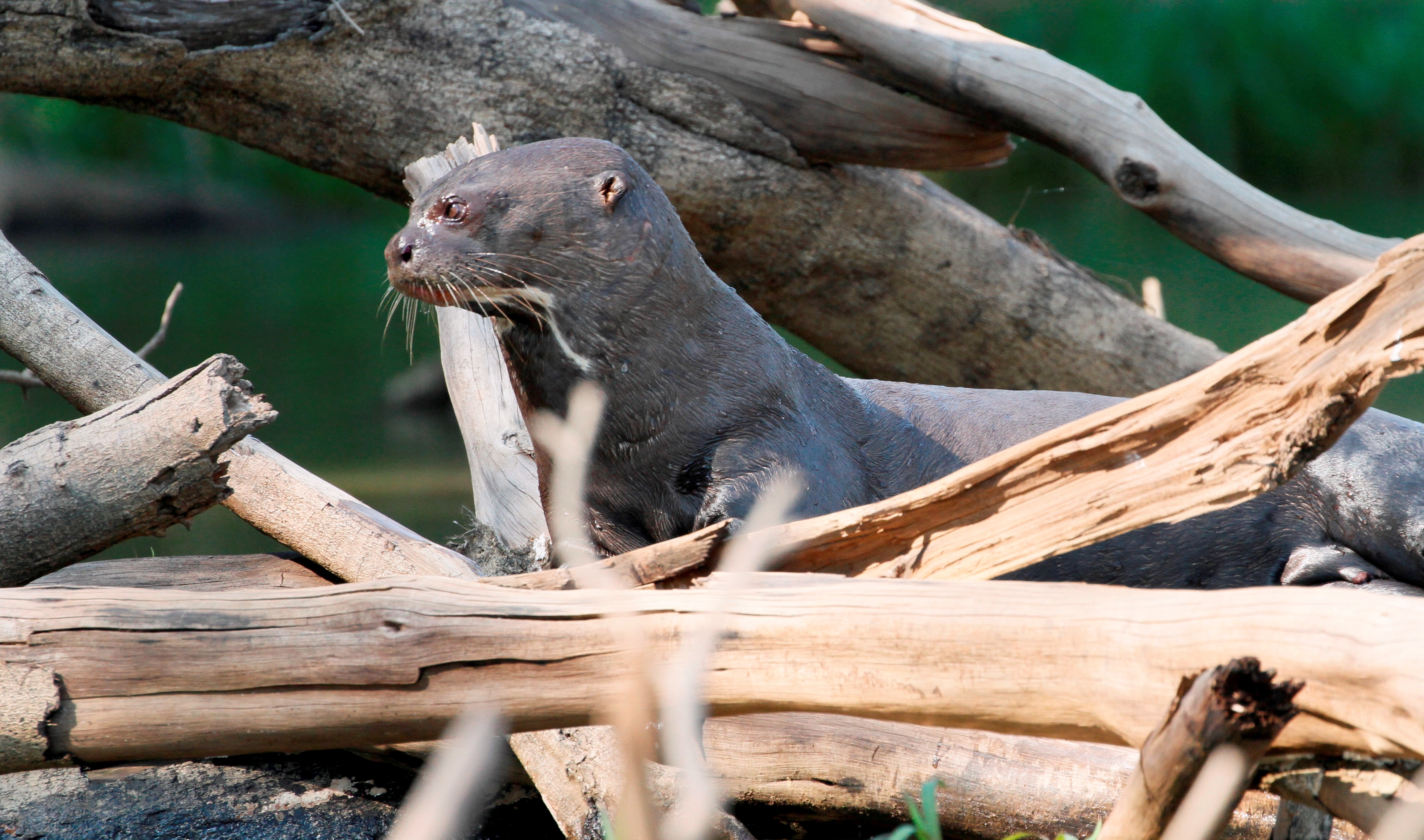 Giant otter