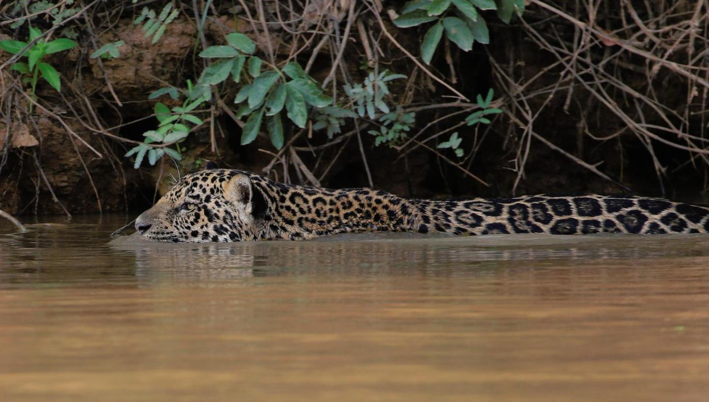 A swimming jaguar