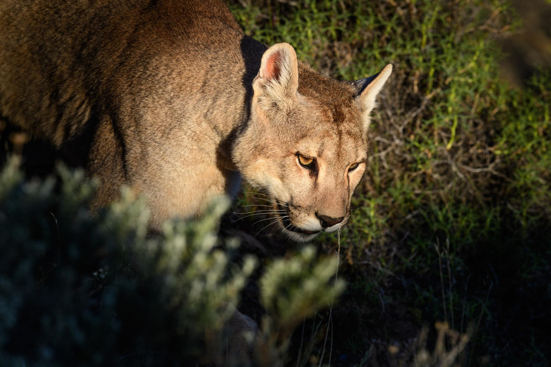 Male puma 1